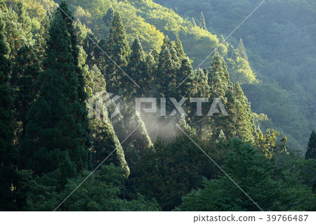Forest morning 39766487