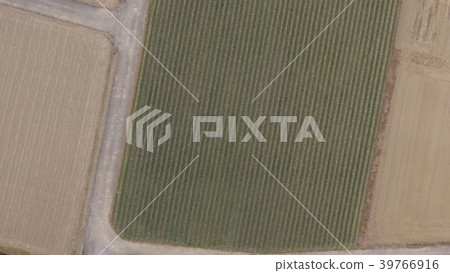 農田(埼玉縣大里郡Yoriicho) 農田(埼玉縣大里郡Yoriicho) 39766916