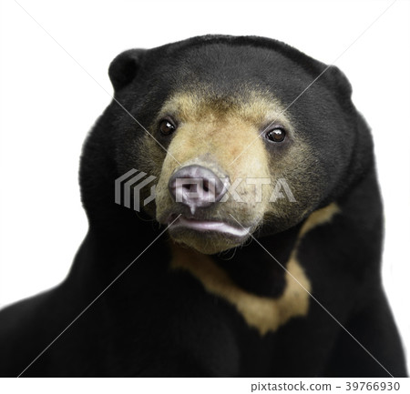 Malayan sun bear 39766930