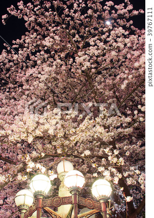 Night cherry blossoms in front of Yotsuya Station 39767111