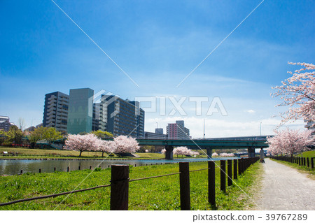 Cherry blossoms in Oshima Komatsugawa Park 39767289