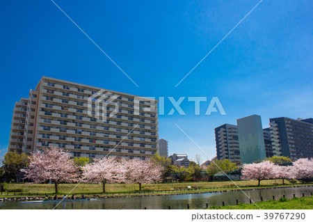 Cherry blossoms in Oshima Komatsugawa Park 39767290