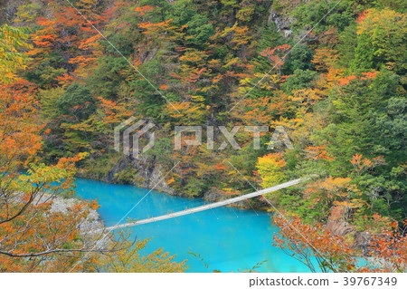 秋葉的吊橋 39767349