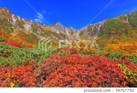 The autumnal leaves peak of the Senjakikikaru 39767750