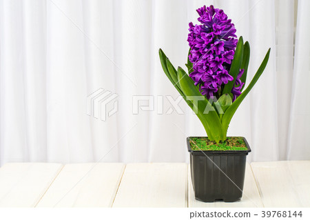 Luxurious blooming purple hyacinth in pot 39768144