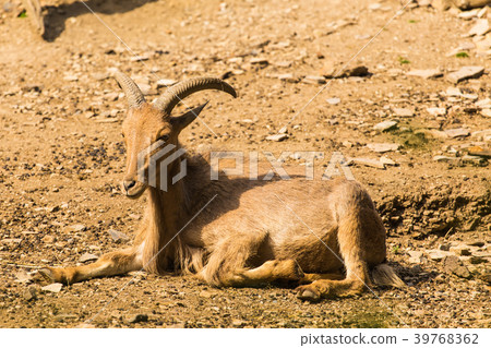 Himalayan tahr on the rock 39768362