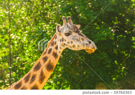 Close up portrait of giraffe Close up portrait of giraffe 39768363