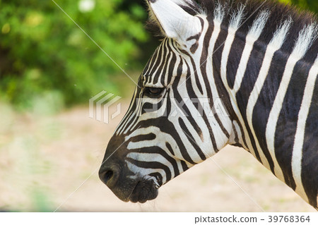 Zebra close up portrait. Wild animal in nature Zebra close up portrait. Wild animal in nature 39768364