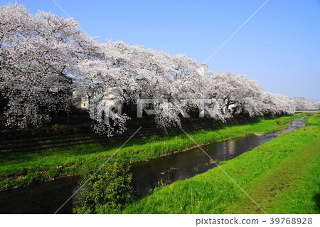 March Chofu 14 Nogawa cherry blossom trees March Chofu 14 Nogawa cherry blossom trees 39768928