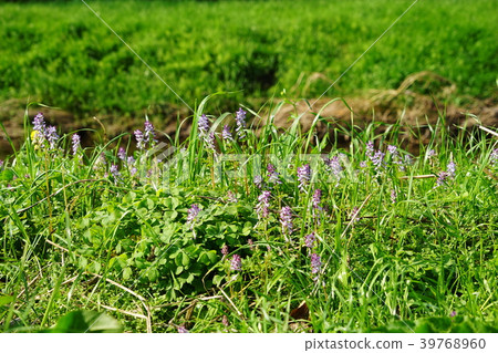 March Chofu 43 Murasaki Kaman, Nogawa wildflowers 39768960