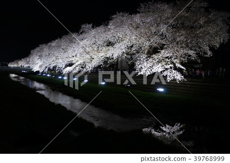 March Chofu 71 Nogawa Sakura Namiki點亮了 March Chofu 71 Nogawa Sakura Namiki點亮了 39768999