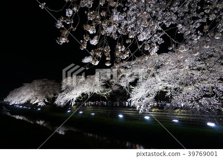March Chofu 72 Nogawa Sakura Namiki light up March Chofu 72 Nogawa Sakura Namiki light up 39769001