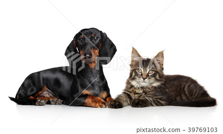 Cat and dog together 39769103