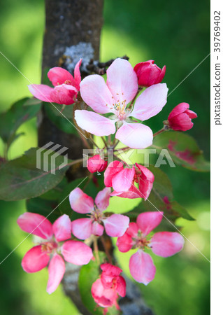 Beautiful apple tree flowers Beautiful apple tree flowers 39769402