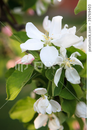 Beautiful apple tree flowers 39769403