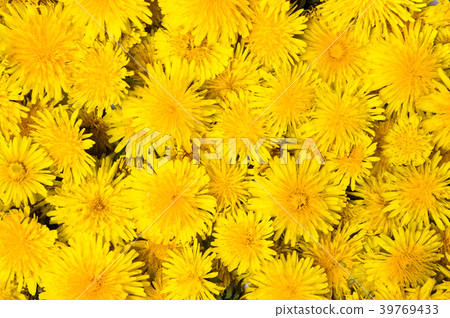 Dandelion flowers isolated on white 39769433