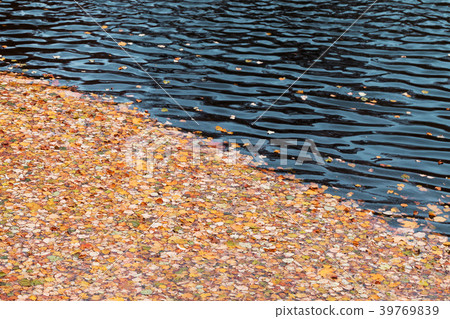 Fallen autumn leaves floating on water Fallen autumn leaves floating on water 39769839