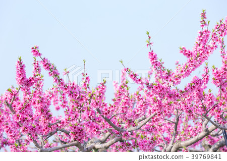 桃花 桃花 39769841
