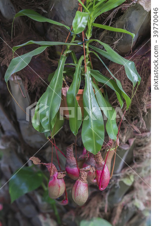 Nepenthes, exotic liana with a jug with a lid for 39770046