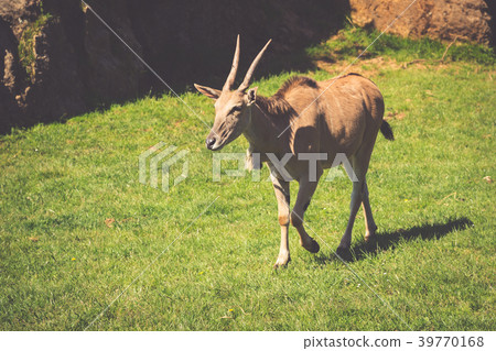 Goat in meadow. Goat herd Goat in meadow. Goat herd 39770168