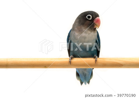 Button cork Button cork 39770190