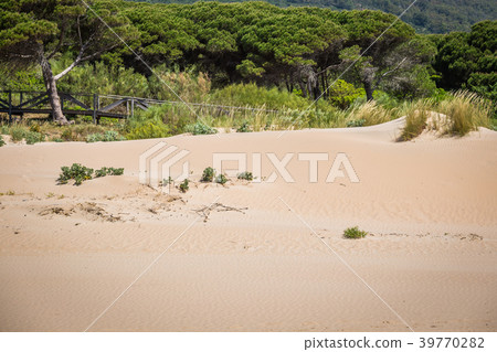 Sand dune of Bolonia beach, province Cadiz Sand dune of Bolonia beach, province Cadiz 39770282