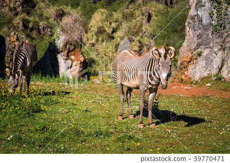 The Grevy s zebra (Equus grevyi), sometimes known The Grevy s zebra (Equus grevyi), sometimes known 39770471
