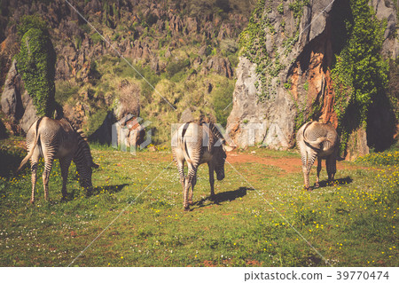 The Grevy s zebra (Equus grevyi), sometimes known 39770474