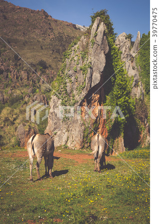 The Grevy s zebra (Equus grevyi), sometimes known The Grevy s zebra (Equus grevyi), sometimes known 39770475