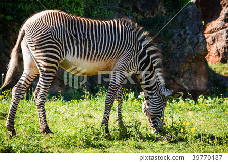 A beautiful African zebra in his natural  39770487