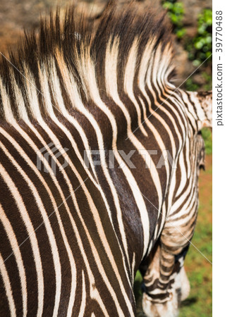 A beautiful African zebra in his natural  39770488