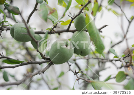 卡琳的果實 卡琳的果實 39770536