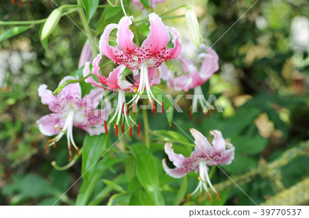 鹿子百合 39770537