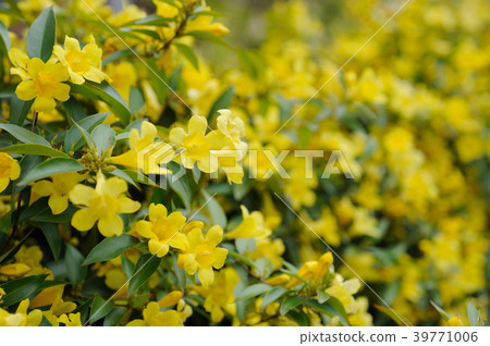 卡羅琳茉莉花 39771006