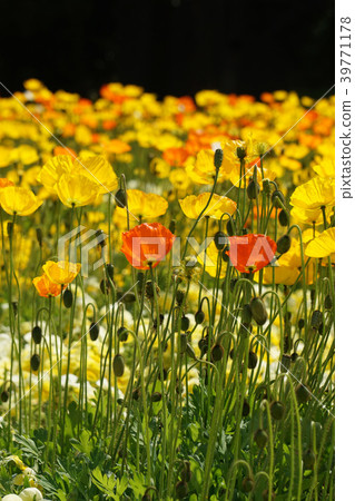 Poppy 39771178