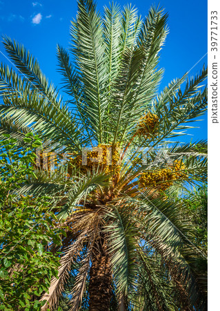 Beautiful yellow khalal dates in a tree Beautiful yellow khalal dates in a tree 39771733