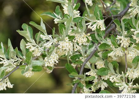 Autumn laurel flower 39772136