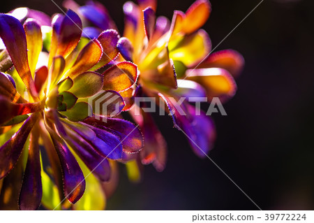 Black Lawyer made colorful 39772224