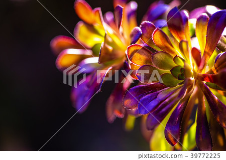 Black Lawyer made colorful 39772225