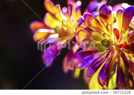 Black Lawyer made colorful 39772226