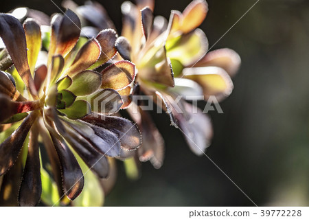 Black Lawyer Succulent 39772228