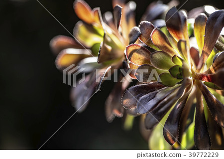 Black Lawyer Succulent 39772229