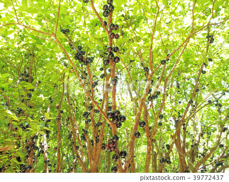 Jabuticaba fruit Jabuticaba fruit 39772437