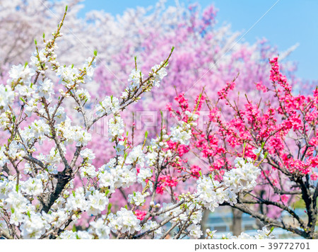 花苞，桃花，桃花 39772701