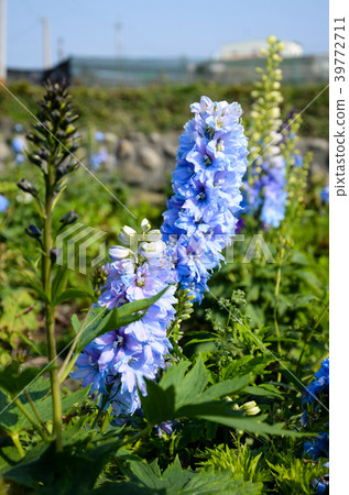 Daihida Grass，Hida Grass，Chidori Grass，Chidori Flower 39772711