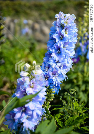 Daihida Grass，Hida Grass，Chidori Grass，Chidori Flower 39772756