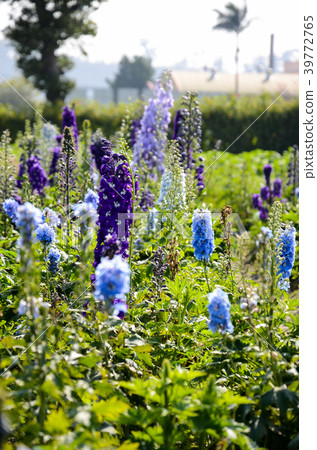 Daihida Grass，Hida Grass，Chidori Grass，Chidori Flower 39772765