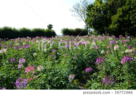 飛蛾蝴蝶花,西部白花sai,人為蝴蝶花,紫色蜻蜓,西部飛蛾蝴蝶草 飛蛾蝴蝶花,西部白花sai,人為蝴蝶花,紫色蜻蜓,西部飛蛾蝴蝶草 39772966