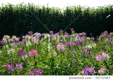 飛蛾蝴蝶花，西部白花sai，人為蝴蝶花，紫色蜻蜓，西部飛蛾蝴蝶草 39772967