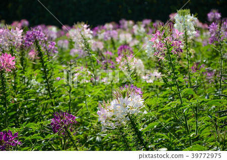 飛蛾蝴蝶花,西部白花sai,人為蝴蝶花,紫色蜻蜓,西部飛蛾蝴蝶草 飛蛾蝴蝶花,西部白花sai,人為蝴蝶花,紫色蜻蜓,西部飛蛾蝴蝶草 39772975